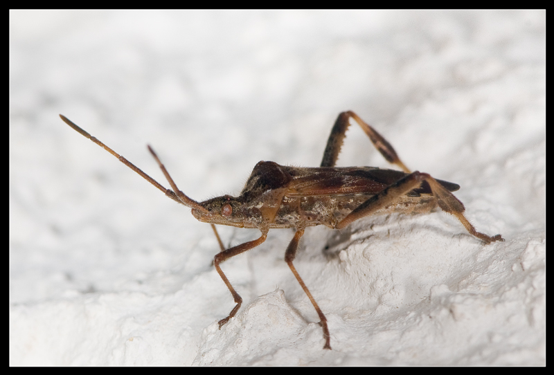 Leptoglossus occidentalis